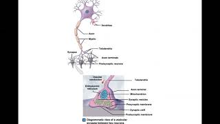 Ch 13 Nervous System Lecture