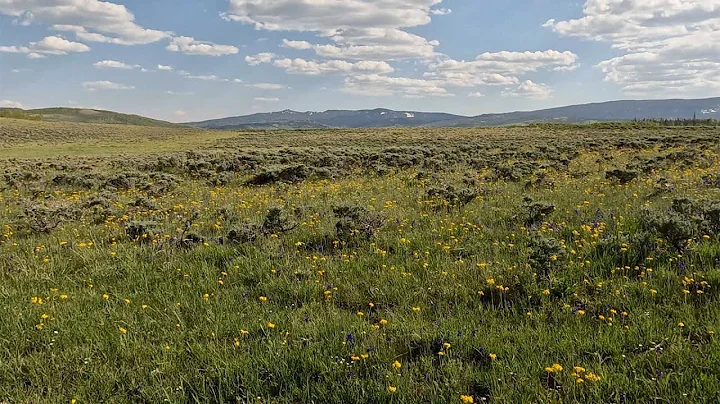 Buffalo Pass Ranch June, 2022