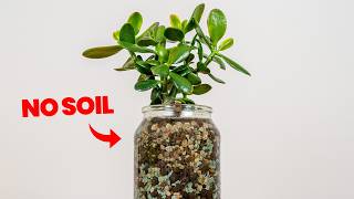 Changing THIS Will Make Your Jade Plant THRIVE