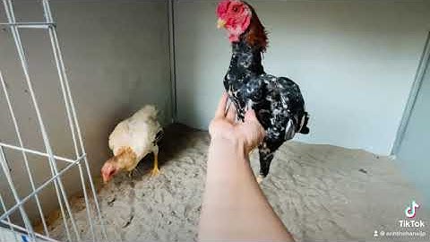 Chào mừng cặp đôi gà KoShamo đầu tiên về Bắc Giang 😊