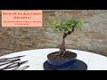 Бонсай из Дзельква (Zelkova). Формирование и уход за бонсай из Дзельква. Zelkova bonsai