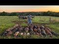 31 Wild Hogs Down! (1280 Footage)