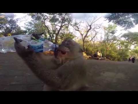 Watch this monkey outsmart the man teasing him