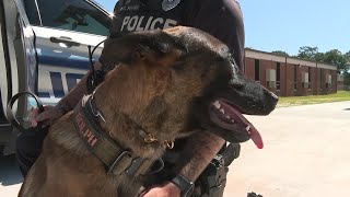 Bainbridge Public Safety adds new police dog amid search for new recruits