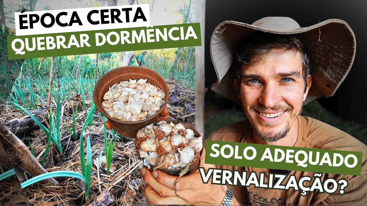 COMO PLANTAR ALHO: passo a passo completo