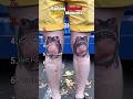 You’ve Never Seen Tattoos Like These#fyp #foryou #tattoos #humor #funnyvideos