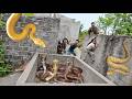 Brave Expert Rescues Younger Sister from Giant White Python