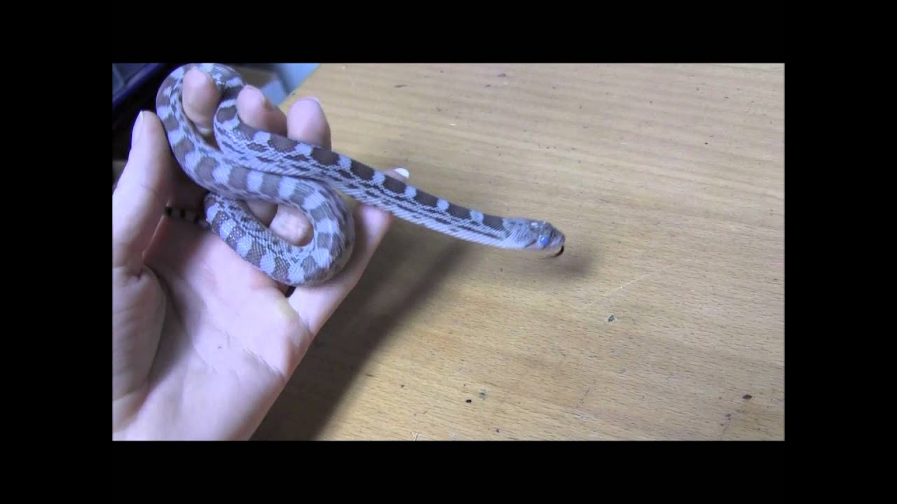 scorpion mortal kombat Ghost Sonoran Gopher Snake