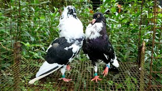 Cuban Pouter - 6 Months Old - Laying Eggs Soon