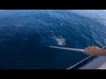 Big knobby. Great fishing on Rainbow Escape Charters