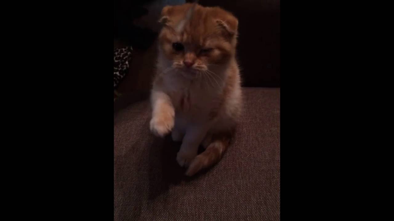 困り顔 猫 スコティッシュフォールド ポン酢 ⑤ Sad Face Cat (PONZU) Scottish Fold 