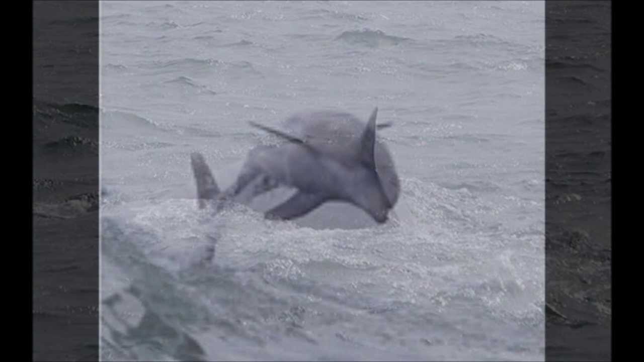 Cape May New Jersey Whale and Dolphin Watching Trip aboard the Cape May Whale and Dolphin Watcher