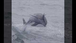 Cape May New Jersey Whale and Dolphin Watching Trip aboard the Cape May Whale and Dolphin Watcher