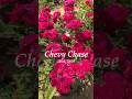 チェビーチェイス　Chevy Chase　 #篠宮バラ園