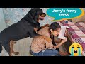 My dog is in a mood of fun  irritating anshu  funny dogs  rottweiler dog