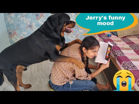 My dog is in a mood of fun | Irritating anshu | funny dog videos | Rottweiler dog
