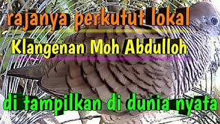 Rajanya perkutut lokal pikat bikin merinding suara nya, kutut lain pada minggir klo lihat ini