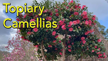 How To Prune Camellias into Topiary Balls - Japanese 