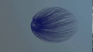 Jellyfish test