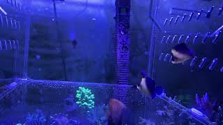Biota Captive Bred Hawaiian Gold Cleaner Wrasse + Bali Aquarich Captive Bred Venustus Angelfish