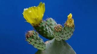 Cactus Flower Blooming | Copyright Free Video Footage screenshot 2