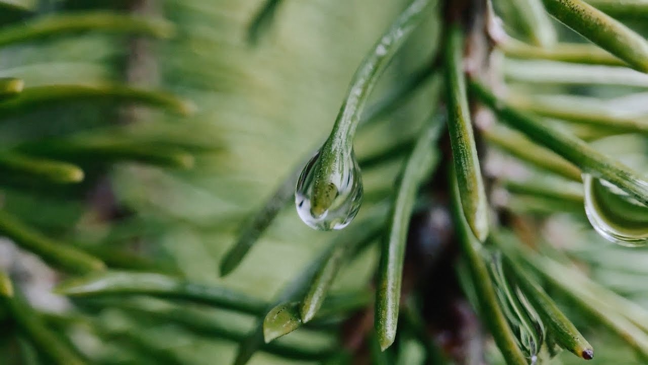 Moment Films: "Small Things" a film by Tim Kellner shot on iPhone + Moment