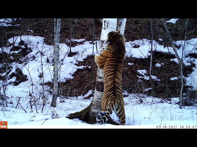 アムールトラ（シベリアトラ）写真集「東北虎 上・下巻」2冊セット 刘