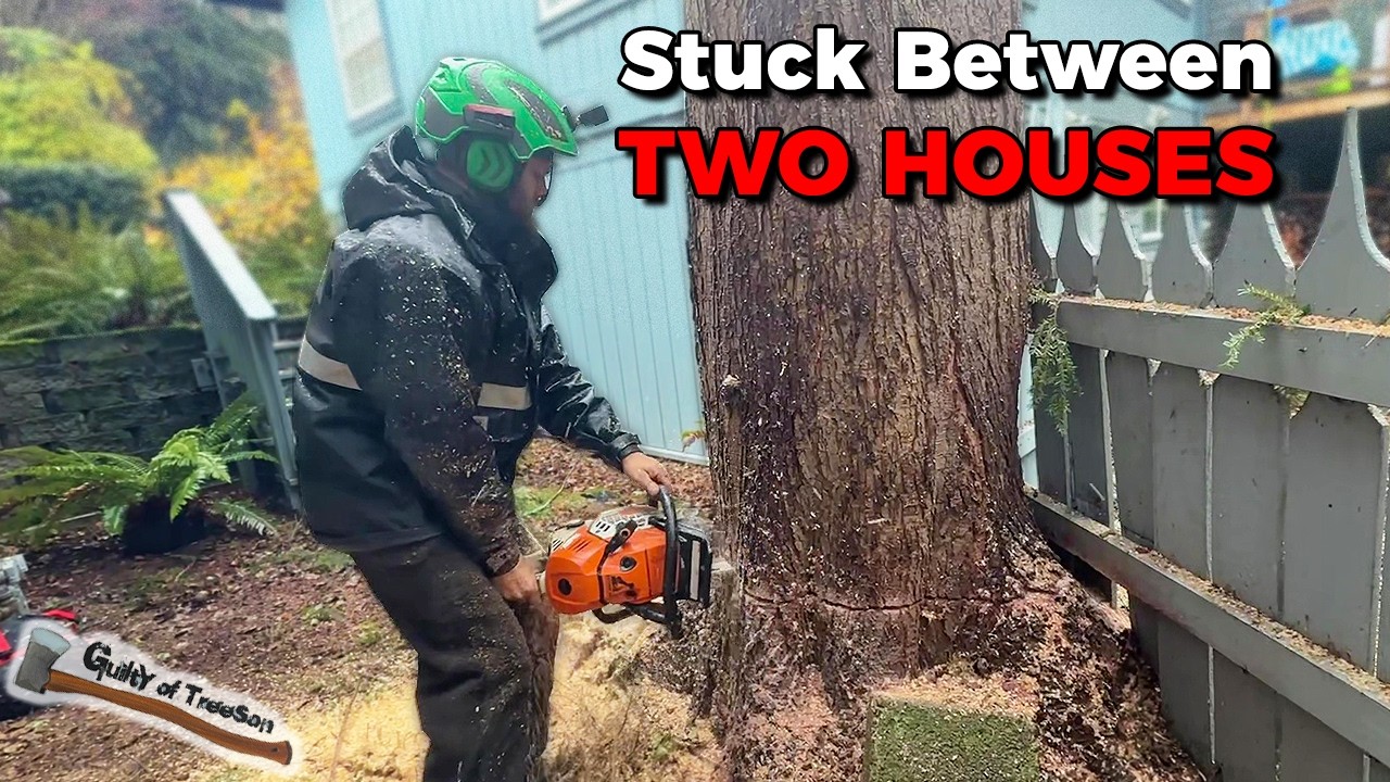 Это дерево застряло между двумя домами?! Сложное удаление ели!