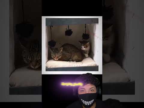 بالرغم من ان القطة كانت خائفة ولكن التكتيك كان جيد ضحك اغرب حقائق