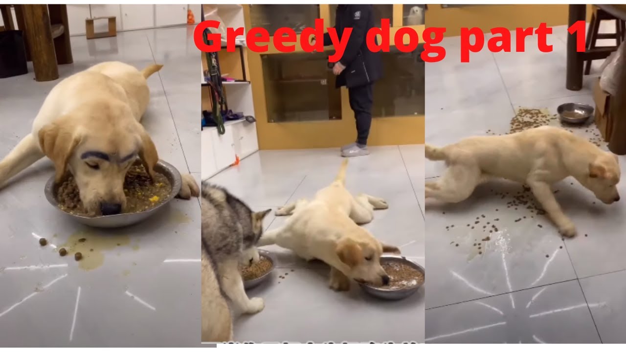 Greedy dog | part 1