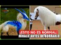 ¡No Ves Esto Cada Día! Animales Locos 1-en-un-billón En Zoológicos Captados En Cámara- Documental