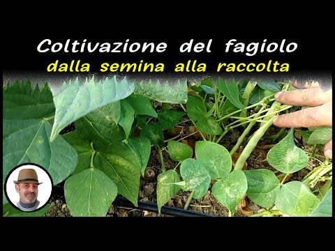 Video: Motivi per i fagioli con i fiori ma senza i baccelli