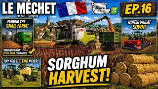 🌱 Hay Production Takes Priority! 🐄🌾 Sorghum Harvest Time! 🐌Le Méchet FS25 Ep.16 #LeMéchet
