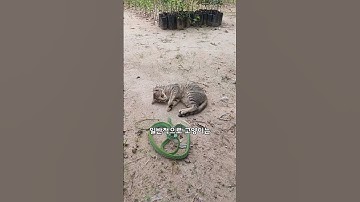 뱀이 공격해도 하품? 이 고양이들, 뭔가 다릅니다#고양이 #뱀 #반전영상 #동물우정 #동물쇼츠 #믿을수없는장면   #animalshorts #animalfriendship
