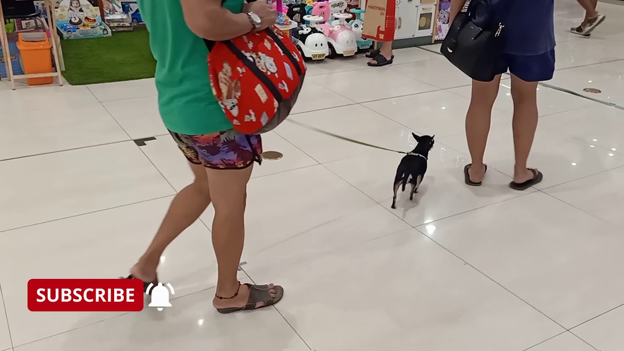 Window Shopping At Park Mall, A Pet-Friendly/Animal-Friendly Mall in Mandaue City, Cebu, Philippines