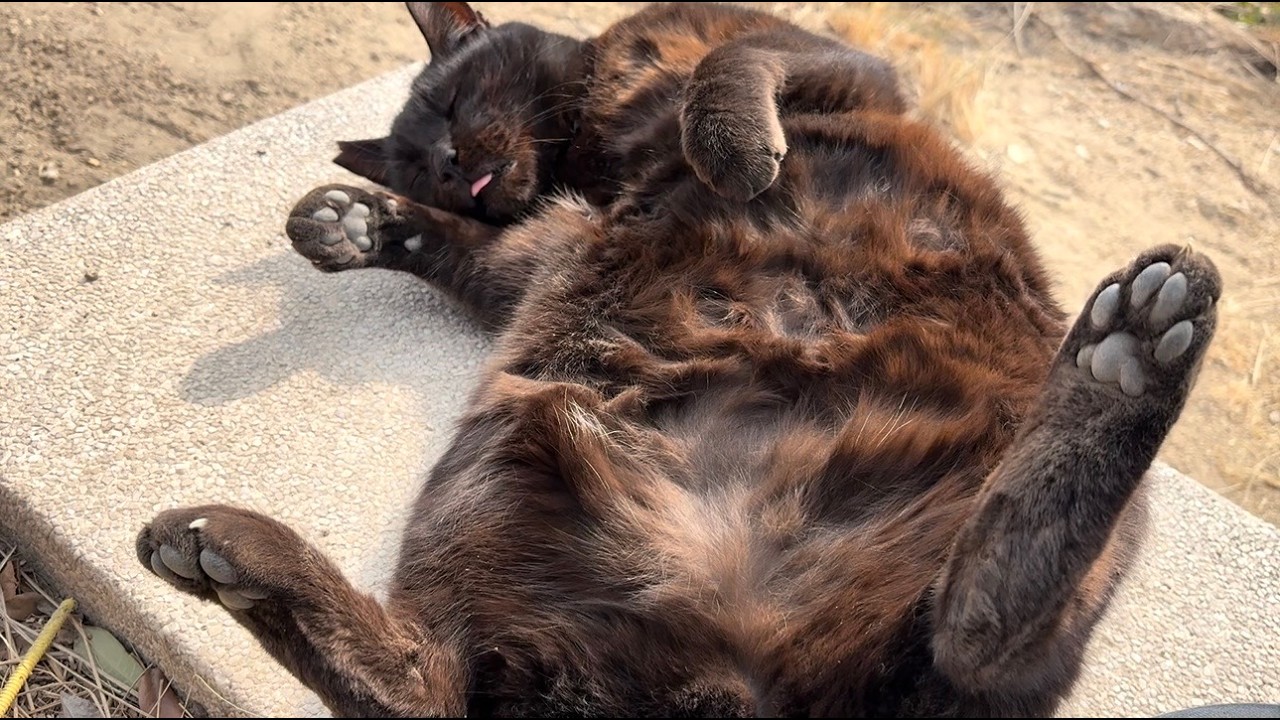 ヘソ天で撫で待つかわいいデカい黒猫どんちゃん
