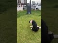 Çarşı özledik seni🐾💓🍀