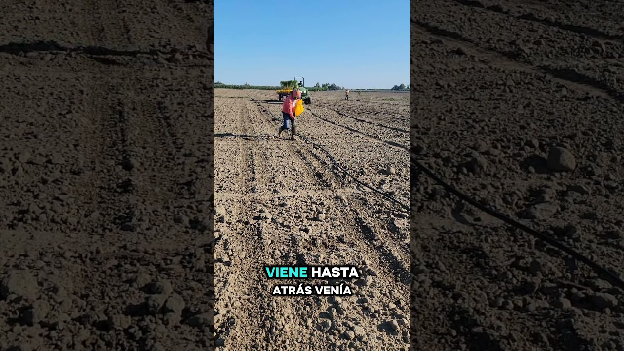 plantación de almendra 