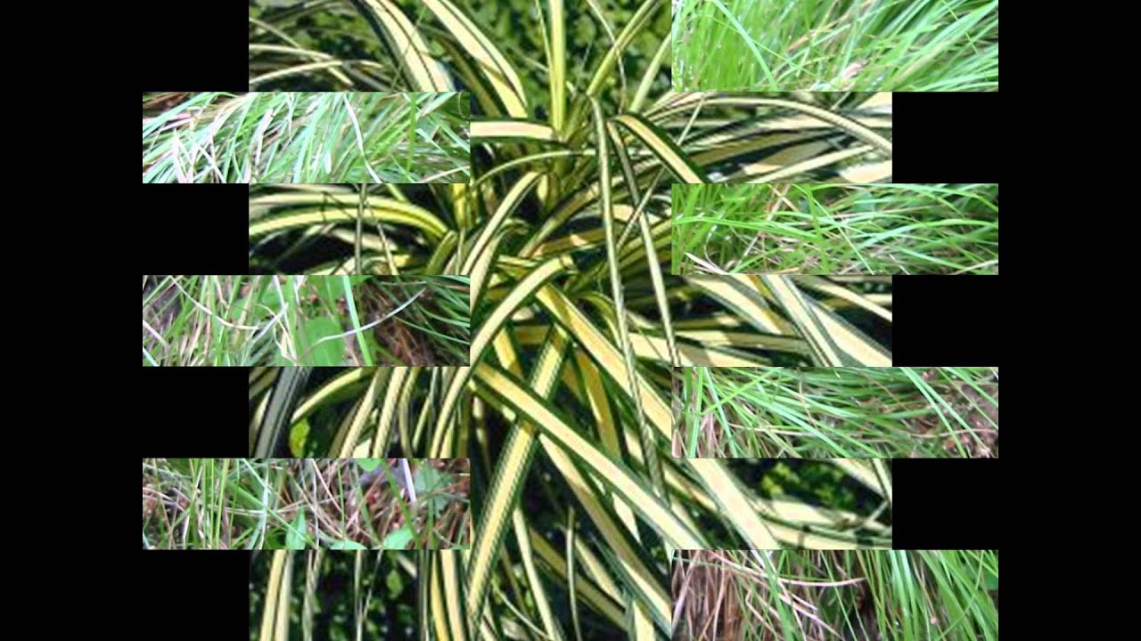 ОСОКА (CAREX) сем. Осоковые