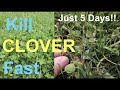 How to KILL CLOVER in your LAWN