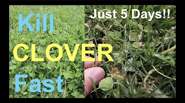 How to KILL CLOVER in your LAWN