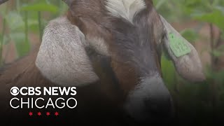 ComEd deploying goats to help protect power lines