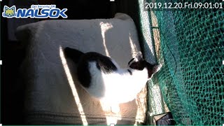 [CAT LIVE配信終了分] 自宅警備ねこNALSOK ベランダ猫ライブカメラ [2019122003]