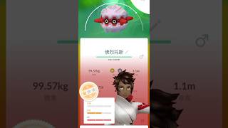 I Got a GL Rank 1 Forretress Base Pokémon, Pineco 📊 | Pokémon GO #pokemon #catch #rank1 #short