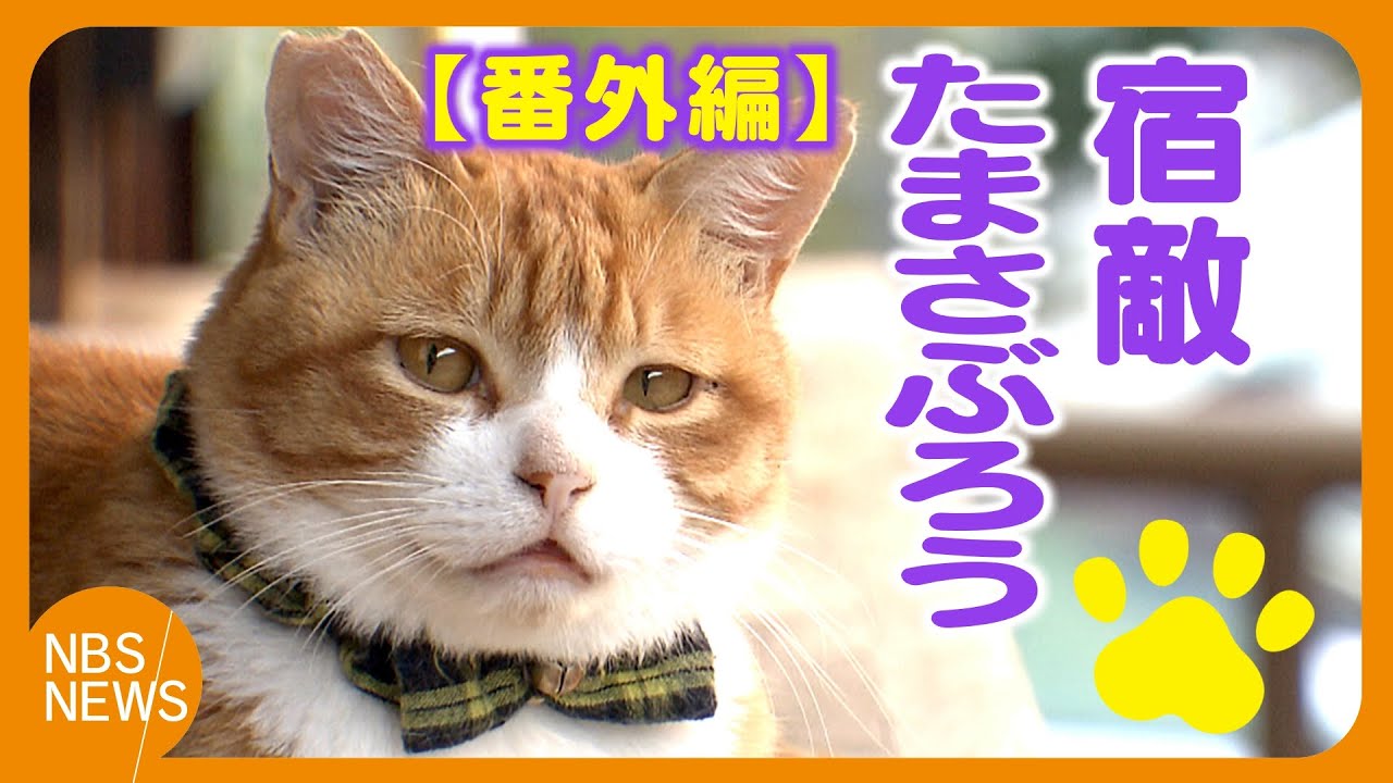 地域猫「みぃちゃん」【番外編】　宿敵「たまさぶろう」