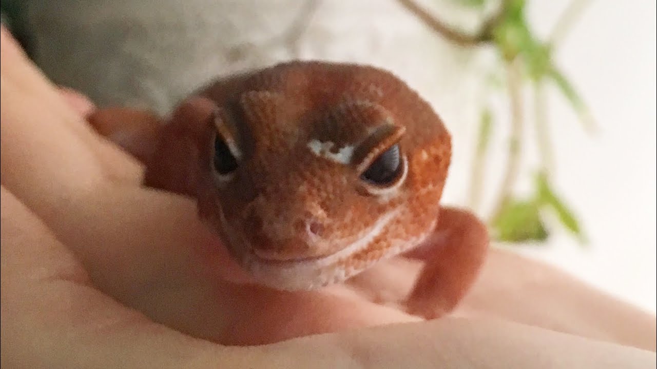 Познакомьтесь с моим африканским толстохвостым гекконом, Обеллой!