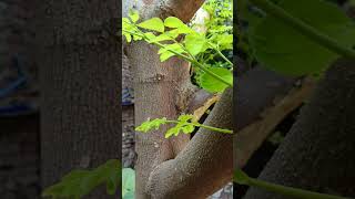 #song #bollywood #bhojpuri #bhojpurisong #nature #nature #travel #dance #howtoinstagram #love #songs