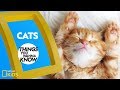 Cool facts about cats  things you wanna know