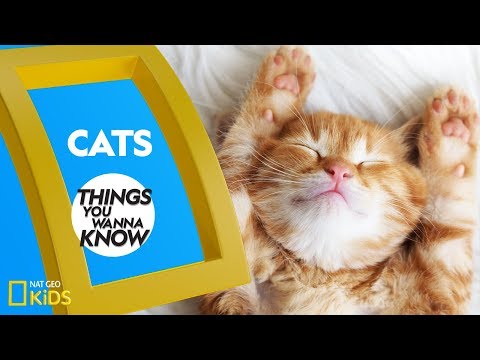 cool-facts-about-cats-|-things-you-wanna-know