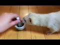 フェレットのごはんを作るところを見せたときの様子。【思い出】